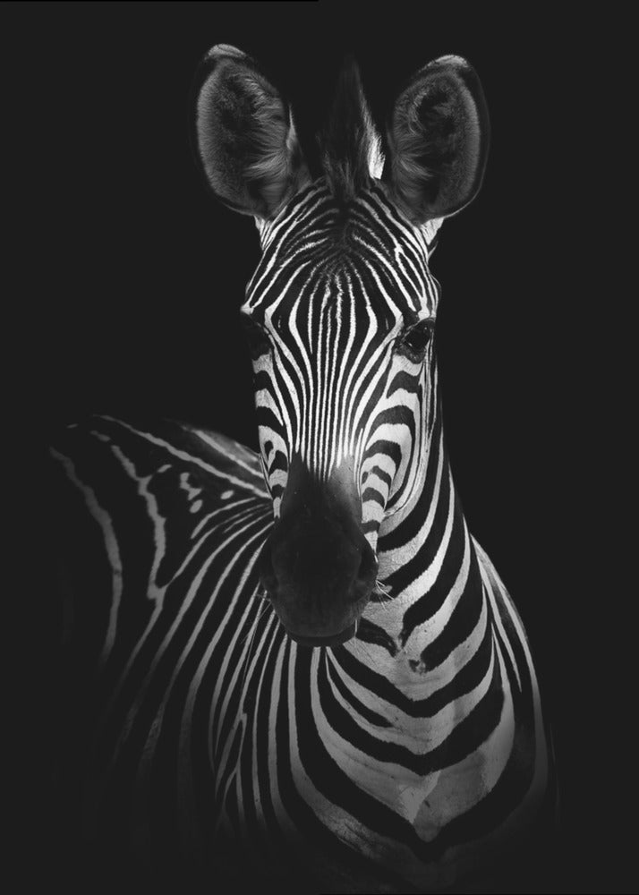The Zebra-1